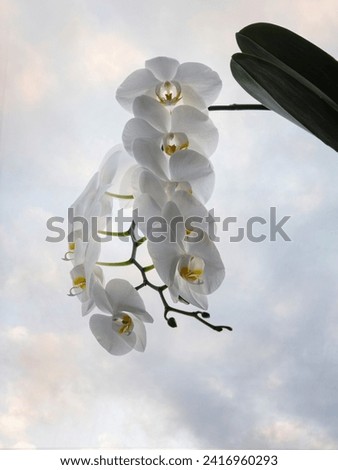 White orchid against the sky