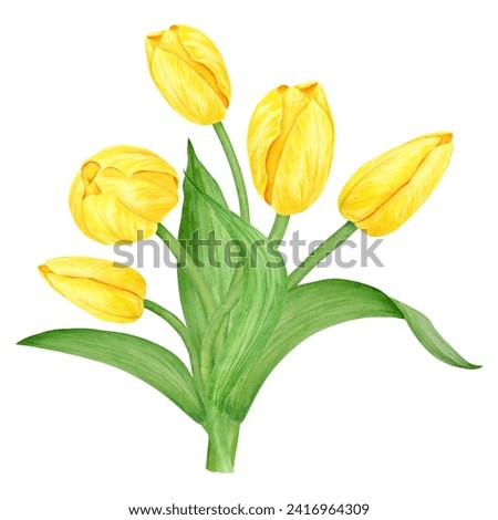 Yellow tulip bouquet. Watercolor hand drawn illustration of spring symbol, golden flower. Clip art for Easter, Mothers Day, Womens Day, March 8 cards, wedding, farmer and floristic prints, travelbook