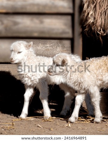 Animal picture high quality picture goat animals picture 