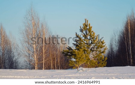 One Siberian pine tree on the background of a deciduous forest.Winter landscape. Royalty-Free Stock Photo #2416964991