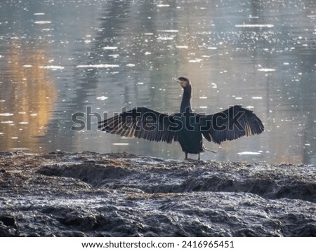 cormorant phalacrocorax carbo drying wings on the river bed with water in the background