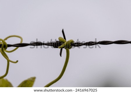 Fresh green tendrils of vines clinging on the wire fence in a vineyard
