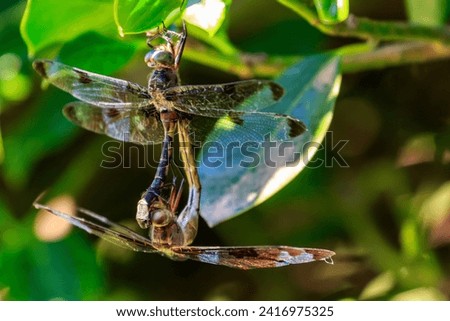 Prince Baskettail (Epitheca princeps) dragonfles mating.