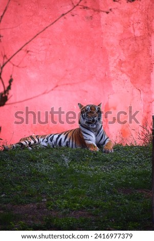 selective focus picture of the Bengal tiger in the zoo 