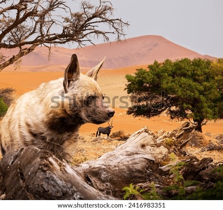 Brown hyena walking in the nature looking . Beautiful canine and carnivore. 