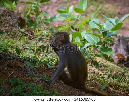 selective focus picture of a baby monkey 