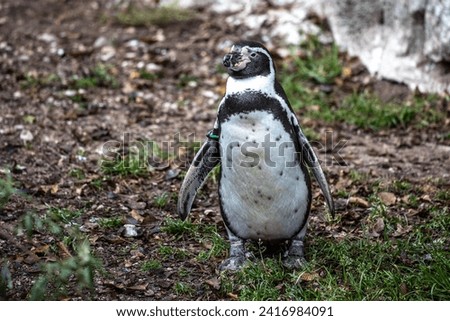 The Humboldt Penguin, Spheniscus humboldti also termed Peruvian penguin, or patranca is a South American penguin that breeds in coastal Chile and Peru.