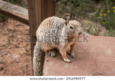 Kaibab Squirrel in Zion National Park