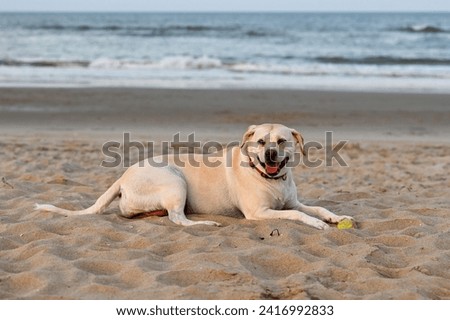 Happy and tired labrador retreiver on the beach after playing fetch with a ball looking at camera