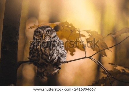 Little owl (Athene noctua) sitting on red oak. Autumn forest in background. Little owl portrait. Owl sitting and red oak. Owl on tree.