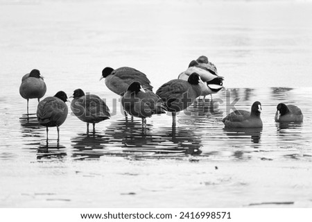 A group of coots and wild ducks sitting together on a frozen lake