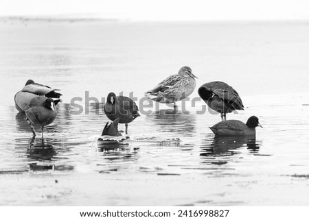 A group of coots and wild ducks sitting together on a frozen lake