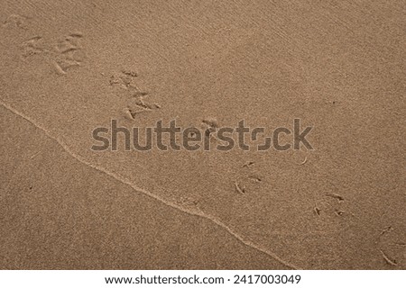 Bird footprints on the Shoreline