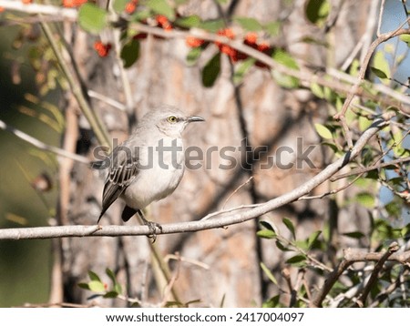 Sunlit Northern mockingbird perched on a small branch and photographed in profile. Yaupon holly with red berries is shown in the background. Shallow depth of field.