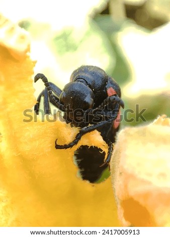 A rare picture of Blister Beetle eating a pumpkin flower.