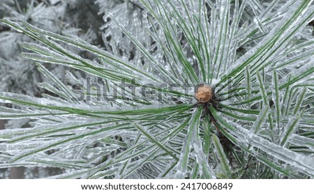 Close-up of part of a tree branch and needles in ice