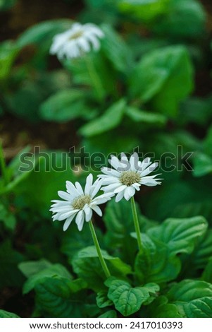 Closeup of white Gerbera flower under sunlight with green nature using as background natural plants landscape, ecology wallpaper cover page concept.