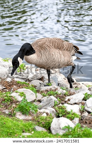 Canada goose walking on rocky shore of lake pond. Water grass stones rocks. Park. Wildlife wild water fowl bird. Canadian symbol. Webbed feet. Close up. Isolated. Alone. One. Beauty in nature. Royalty-Free Stock Photo #2417011581