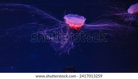 underwater photography of a beautiful lion's mane jellyfish cyanea capillata close up