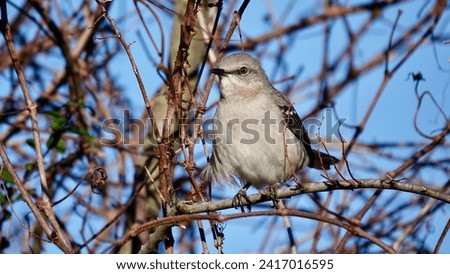                  Northern Mockingbird perched on a tree in the morning sunlight at Jarvis Creek Park on Hilton Head Island. Blue skies provide the background.              