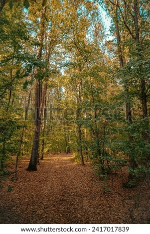A scenic pathway in a wooded area Royalty-Free Stock Photo #2417017839
