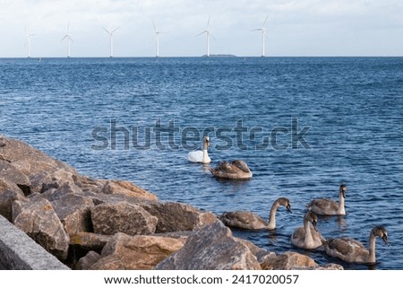 Flock of swans on the sea and Wind turbine farm power genarator in beautiful nature landscape. High quality photo