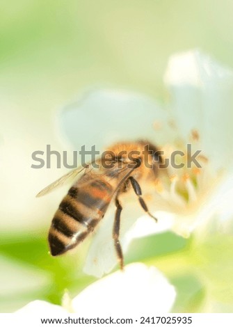 striped bee sits on a jasmine flower and pour over it macro photography insects in nature. High quality photo