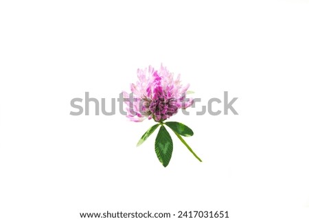 Wild Pink Clover Isolated Over White Royalty-Free Stock Photo #2417031651