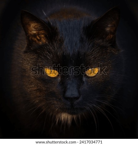 Black cat and his yellow look
