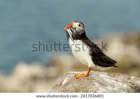 Puffin, atlantic puffin, Scientific name: Fratercula arctica.  Close up of a cute puffin, perched on a rock off the coast of Northumbria, England with a beak full of sand eels.  Space for copy. Royalty-Free Stock Photo #2417036801