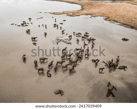 LAKE, SRI LANKA - OCTOBER 05, 2023
Buffalo in the river