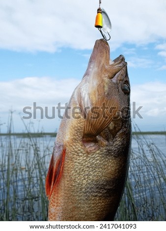 Perch caught on a spinner at sunset. Evening biting. Against the background of great bulrush and blue sky Royalty-Free Stock Photo #2417041093