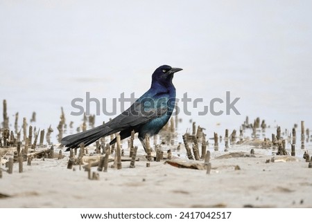                    Boat-tailed Grackle showing its iridescent colors in the sunlight at Fish Haul Beach Park on Hilton Head Island.             Royalty-Free Stock Photo #2417042517