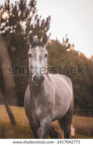 Grey horse in paddoc close to forrest