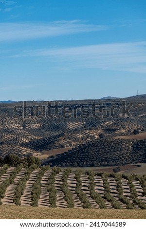 Andalusian agricultural landscape with olive groves on hills Royalty-Free Stock Photo #2417044589