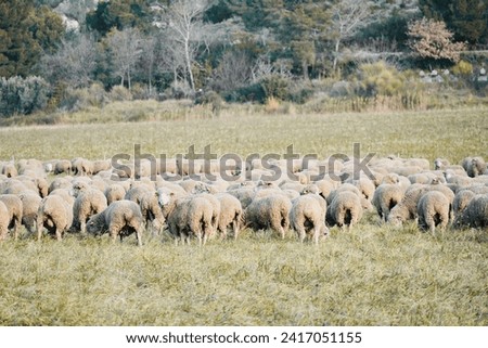 Sheep eating grass in the green field in France.