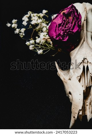 Ethically sourced Virginia Opossum skull with dried rose and baby's breath 