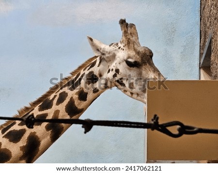 A closeup of a giraffe as it eats from a box.