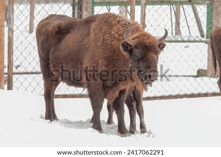 Bison bonasus - European bison walks on snow view from the top. Winter season in Lithuania Europe.European species of bison. It is one of the extant species. Royalty-Free Stock Photo #2417062291