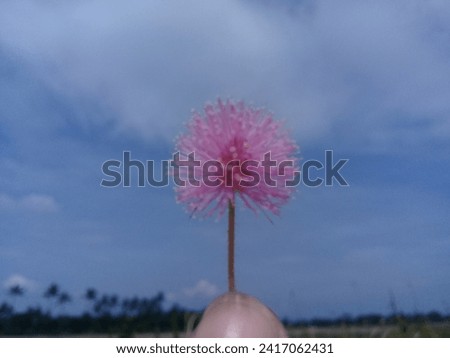 Dandelion flowers are very beautiful with an attractive pink color. Natural products never fail, they are always beautiful. This picture was taken about 4 years ago