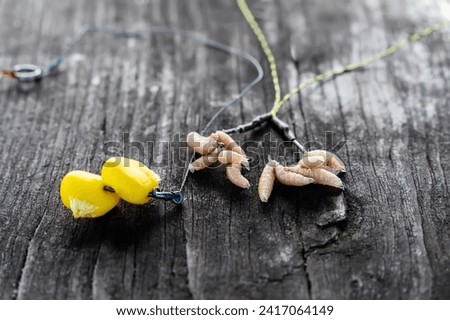 Carp bait. Corn and oparod on the hook. Baiting fish on fishing. Close-up, selective focus. Royalty-Free Stock Photo #2417064149