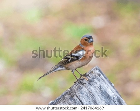 Common chaffinch sits on a tree. Beautiful songbird Common chaffinch in wildlife. The common chaffinch or simply the chaffinch, latin name Fringilla coelebs. Royalty-Free Stock Photo #2417064169