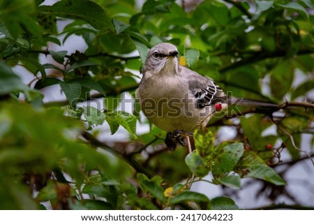 Northern Mockingbird in Bush with Rose Hips