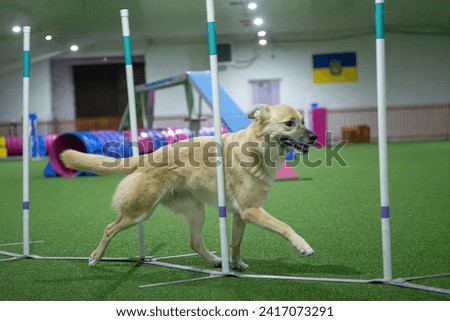 Mixed breed medium sized dog running through slalom on agility field Royalty-Free Stock Photo #2417073291