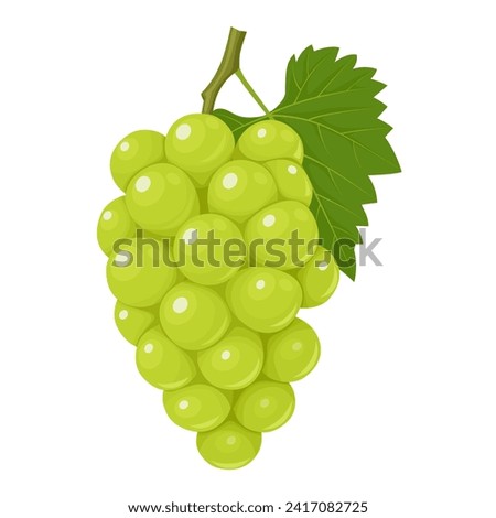 Vector illustration, muscat grapes, isolated white background. Royalty-Free Stock Photo #2417082725