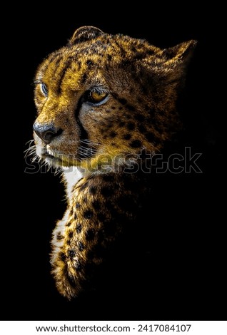 A beautiful cheetah portrait on a black background