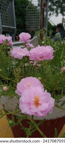 Portulaca grandiflora-Moss Rose picture clicked on a shiny day during job 