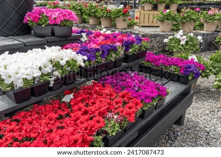 Beautiful spring petunias for sale at garden center.