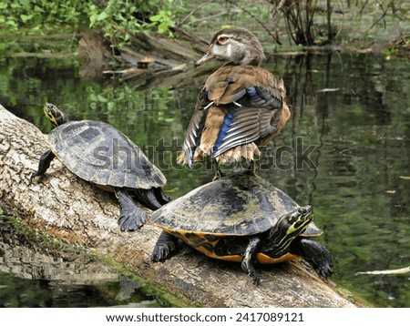 Female Wood Duck Standing on the Back of a Turtle                               