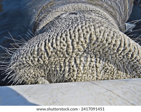 Close up of a Manatee Snout 